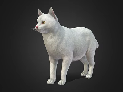 White Cat With Soft Fur Standing Still On Dark Background In Close Up 3d model White Cat With Soft Fur Standing Still On Dark Background In Close Up 3d model