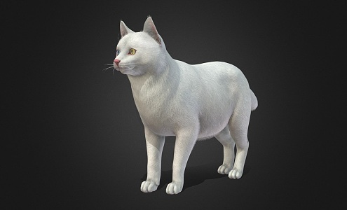 White Cat 3d model