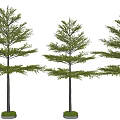 Terminalia microphylla Terminalia monphylla street tree array tree entrance tree 3d model