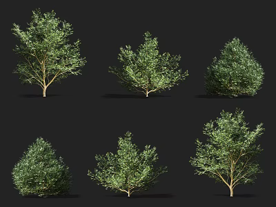 Different Types of Green Shrubs with Various Shapes on Black Background 3d model