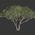 Green Leafy Tree With Brown Trunk Multiple Branches Gray Background Black Ground Reflection