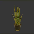 Sansevieria Plant with Green and Yellow Striped Leaves in Black Pot against Gray Background