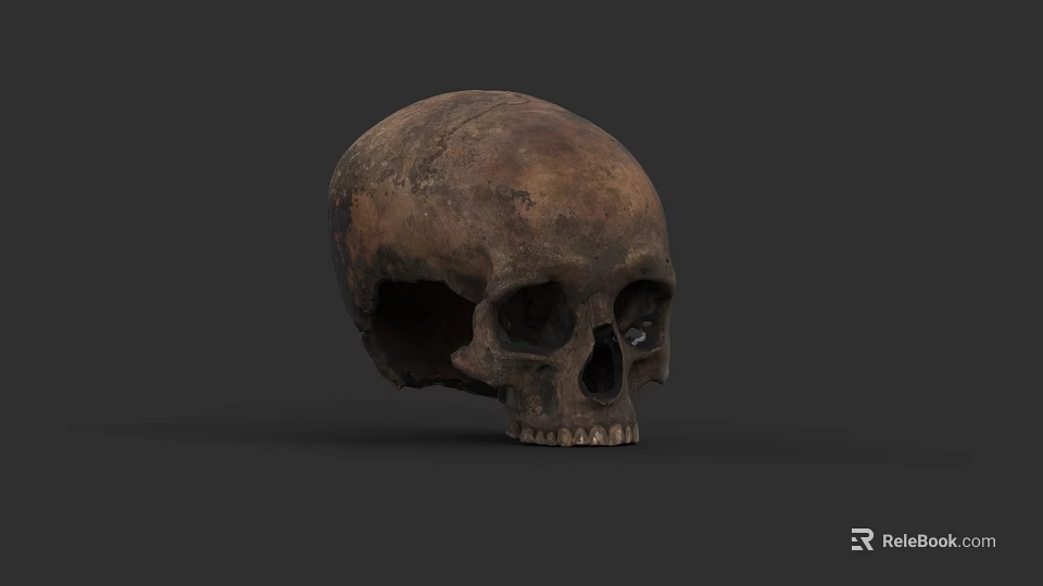 Detailed Ancient Human Skull With Visible Facial Features On Dark Background 3d model 
