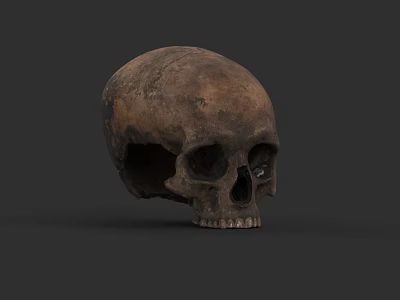 Detailed Ancient Human Skull With Visible Facial Features On Dark Background 3d model