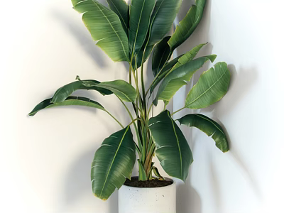 Potted Plant With Large Green Leaves In White Ceramic Pot Against White Wall 3d model