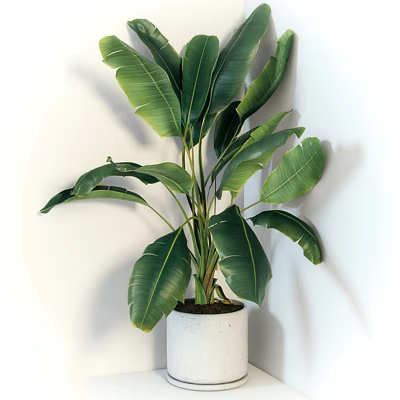 Potted Plant With Large Green Leaves In White Ceramic Pot Against White Wall 3d model