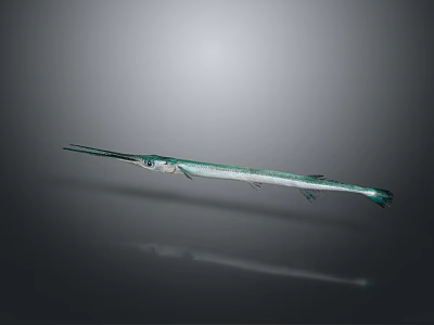 Greenish Blue Needlefish With Long Beak Swimming On Gray Background With Reflection 3d model