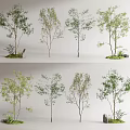 Various Trees with Green Leaves and Small Plants Around Stones in Garden