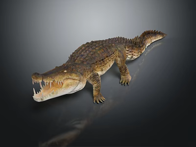 Realistic Crocodile 3D Model With Detailed Skin Texture Open Mouth Sharp Teeth Dark Background Reflection 3d model
