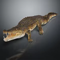 Realistic Crocodile 3D Model With Detailed Skin Texture Open Mouth Sharp Teeth Dark Background Reflection 3d model