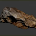 Conch fossil bone snail field snail shellfish marine animal wildlife animal 3d model