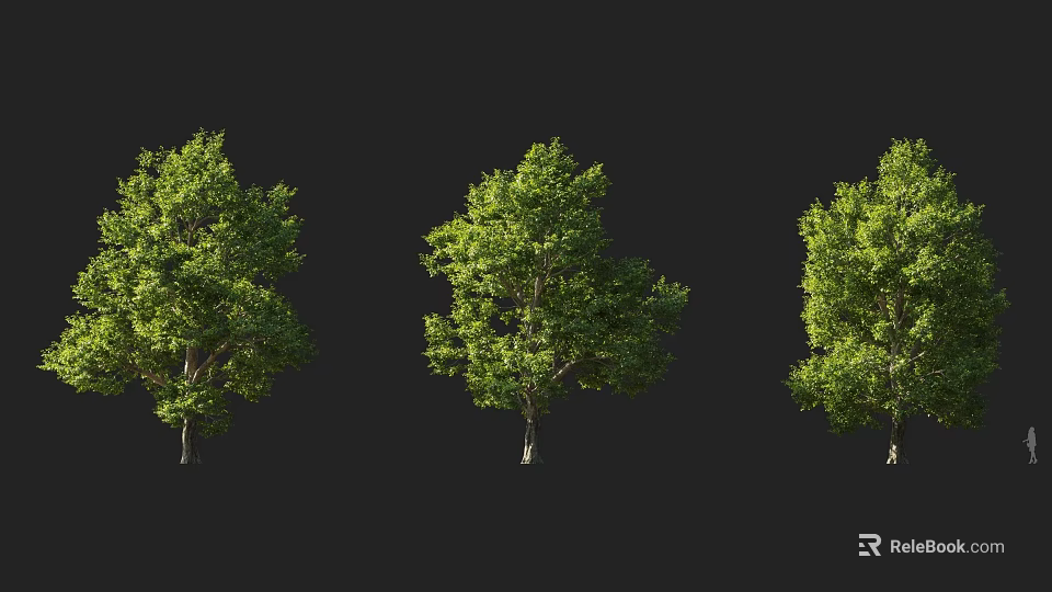 Three Lush Green Leafy Trees With Dense Foliage Against Black Background 3d model 