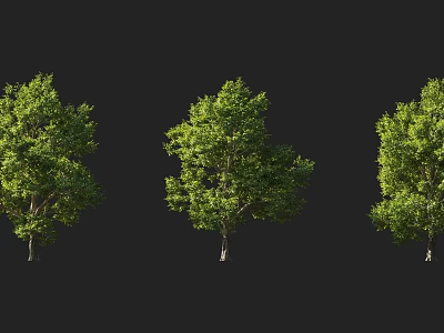 Three Lush Green Leafy Trees With Dense Foliage Against Black Background 3d model