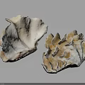 Natural Seashells Of Marine Animals With Textured Surfaces And Intricate Patterns On Dark Background