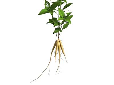 Fresh Green Plant With Long White Roots And Lush Healthy Leaves 3d model