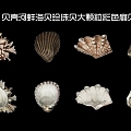 2D shell mussel sea shellfish pearl shellfish large particle color scallop 3d model