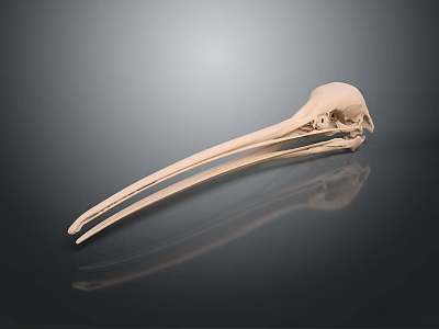 Bird Skull With Long Beak On Dark Background Showing Reflection On Smooth Surface 3d model