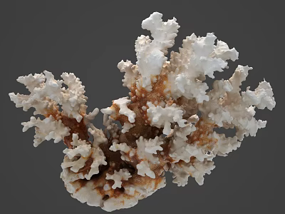 Marine Coral Polyps With Branching White And Brown Calcium Structures 3d model