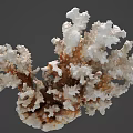 Marine Coral Polyps With Branching White And Brown Calcium Structures