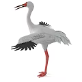 White Stork With White Feathers Red Beak Red Legs And Outstretched Wings