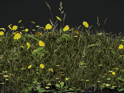 Bright Yellow Wildflowers Thriving In Green Grass With Tall Stems And Fresh Leaves 3d model