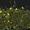 Bright Yellow Wildflowers Thriving In Green Grass With Tall Stems And Fresh Leaves