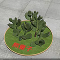 Succulent Bear's Paw Plants Arranged On Round Green Platform With Stone Floor Background