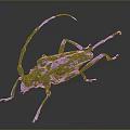3D Rendered Beetle With Long Antennae Multiple Legs And Gray Tone On Dark Background