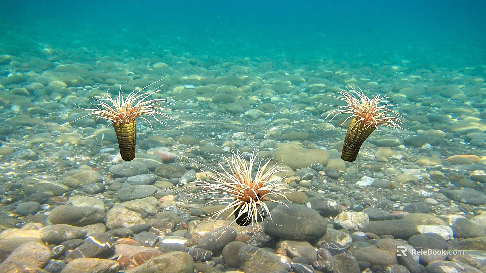 Underwater Scene With Three Sea Anemones On Pebble And Sandy Bottom In Blue Seawater 3d model 