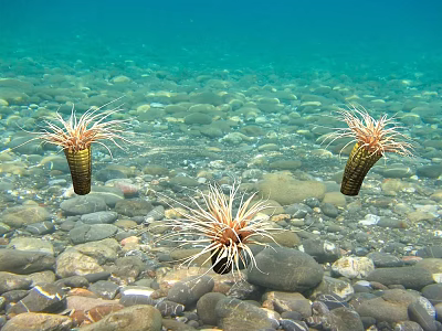 Underwater Scene With Three Sea Anemones On Pebble And Sandy Bottom In Blue Seawater 3d model