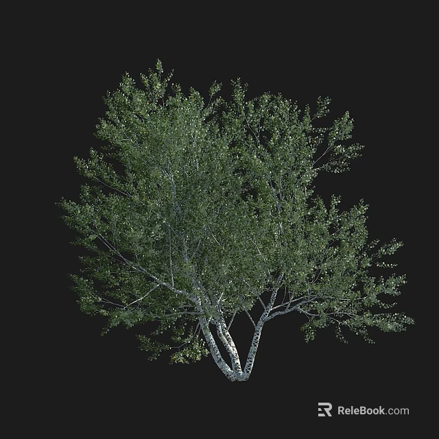 Lush Green Tree with Dense Foliage and Multiple Branches Against Black Background 3d model