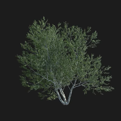 Lush Green Tree with Dense Foliage and Multiple Branches Against Black Background 3d model