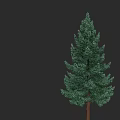Tall Evergreen Arbor With Lush Green Foliage And Brown Trunk