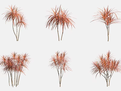 Red Leaf Ornamental Trees with Slender Foliage for Garden Decoration 3d model