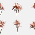 Red Leaf Ornamental Trees with Slender Foliage for Garden Decoration