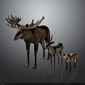 Group of Wild Moose Deer and Fox Standing Together on Gray Background