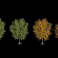 Various Seasonal Arbor Types With Green And Yellow Foliage Through Growth Stages