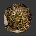 Round Green Cactus Plant With Yellow Spines And Stone In Natural Soil