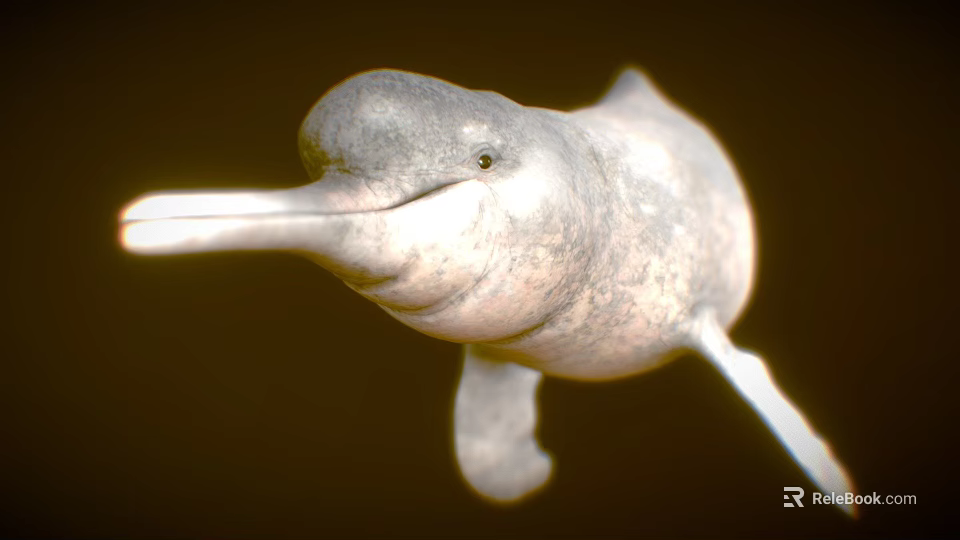 Finless Porpoise Marine Mammal With Gray Body And Long Snout 3d model 