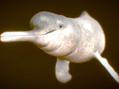 Finless Porpoise Marine Mammal With Gray Body And Long Snout 3d model