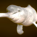 Finless Porpoise Marine Mammal With Gray Body And Long Snout