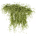 Lush Green Vines With Hanging Leaves And Various Decorative Creeping Forms