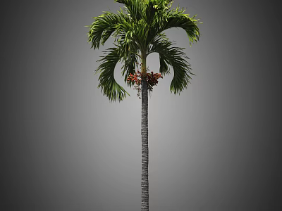 Tall Palm Tree With Green Fronds Slender Trunk And Red Fruits 3d model