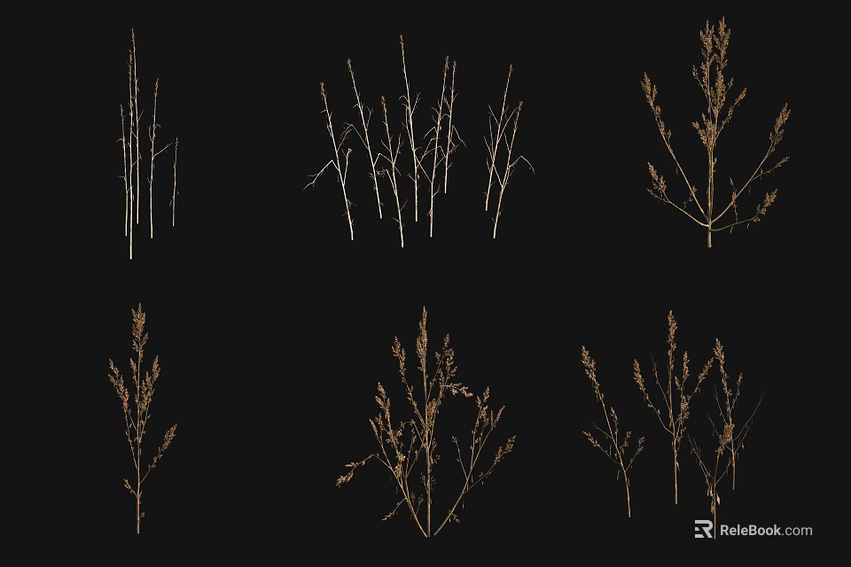 Various Grass Plant Types with Slender Stems Branches and Spikelet Structures 3d model 