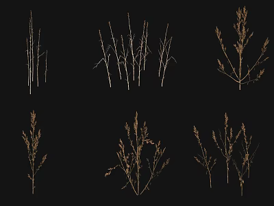 Various Grass Plant Types with Slender Stems Branches and Spikelet Structures 3d model