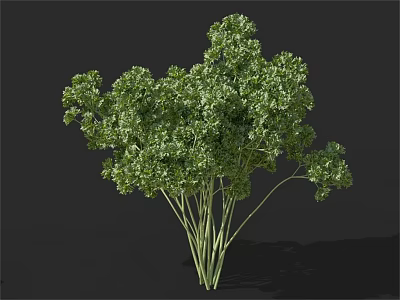 Fresh Organic Parsley with Green Leafy Stems for Culinary Recipes 3d model