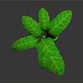 Exotic Green Plant With Large Leaves Yellow Round Fruits And Brown Roots