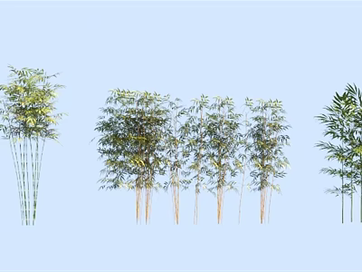 Various Bamboo Species With Green Leaves And Tall Stems For Garden Landscaping 3d model