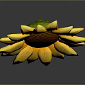 Bright Yellow Sunflower With Brown Center Yellow Petals And Reflection On Grey Background