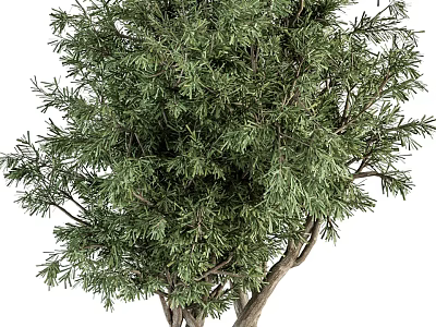 Natural Bonsai Tree With Dense Green Foliage And Artistic Branch Structure For Home Decoration 3d model